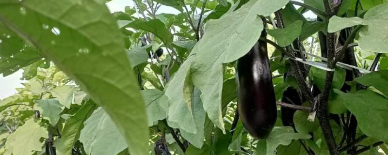 茄子是不是水果，属于鲜食蔬菜