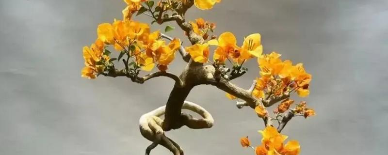 三角梅只长叶子不开花怎么处理，需增加光照并减少浇水