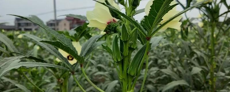 秋葵何时打顶，建议生长到一米时打顶