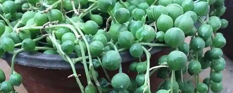 珍珠吊兰简介，是多年生常绿蔓性植物