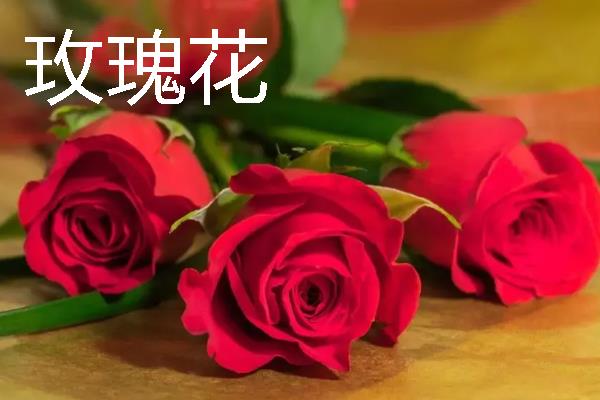 第一次见对象选择送什么花，可选择玫瑰花、马蹄莲等