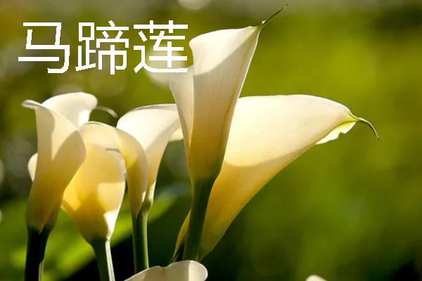 第一次见对象选择送什么花，可选择玫瑰花、马蹄莲等