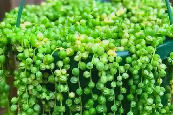 珍珠吊兰简介，是多年生常绿蔓性植物