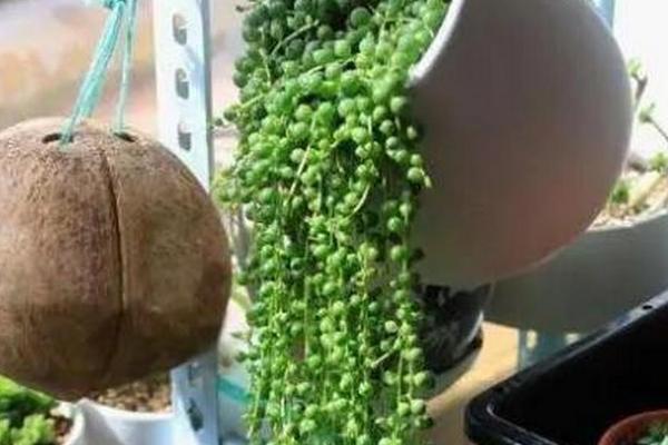 珍珠吊兰简介，是多年生常绿蔓性植物