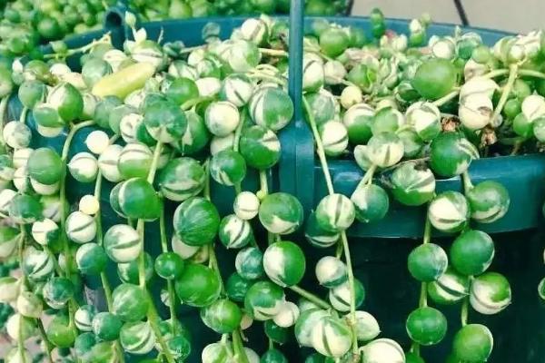 珍珠吊兰简介，是多年生常绿蔓性植物