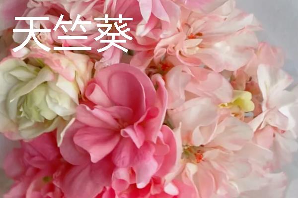 第一次见对象选择送什么花，可选择玫瑰花、马蹄莲等