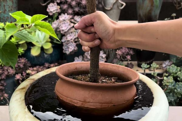 三角梅只长叶子不开花怎么处理，需增加光照并减少浇水