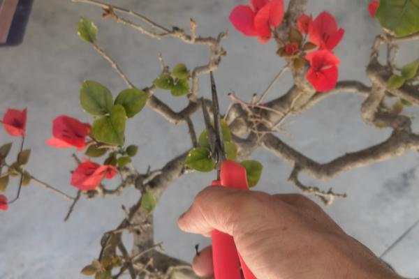 三角梅只长叶子不开花怎么处理，需增加光照并减少浇水