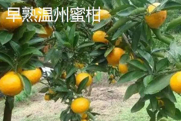 经济效益好的柑橘品种，推荐金柑、砂糖橘等