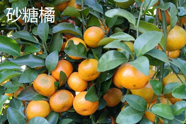 经济效益好的柑橘品种，推荐金柑、砂糖橘等