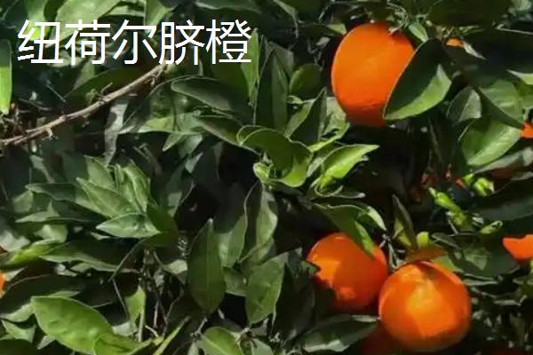 经济效益好的柑橘品种，推荐金柑、砂糖橘等