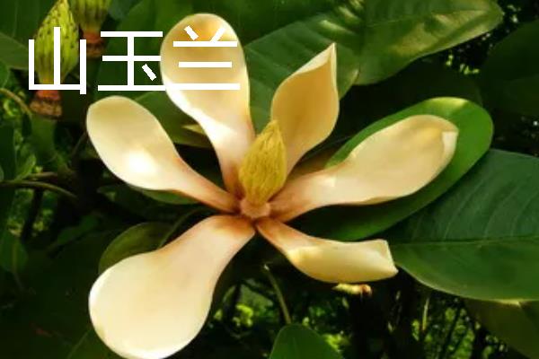 山玉兰的花语，寓意超凡脱俗、永恒美丽等