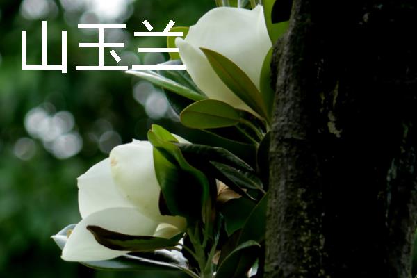 山玉兰的花语，寓意超凡脱俗、永恒美丽等