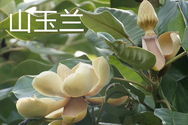 山玉兰的花语，寓意超凡脱俗、永恒美丽等