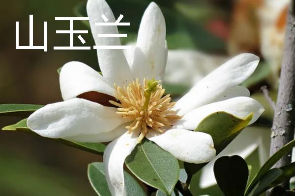 山玉兰的花语，寓意超凡脱俗、永恒美丽等