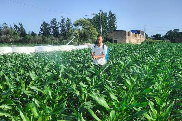 云苔素拌麦种要用多少，10毫升芸苔素可兑水250-500公斤