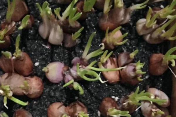 在家怎样种蒜苔，可以采取播种的方式