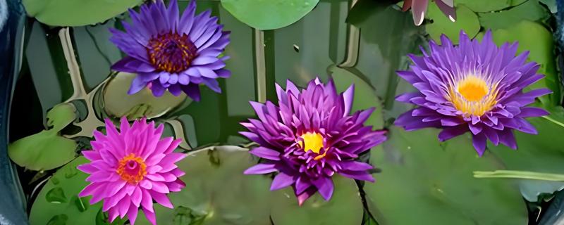 睡莲的养殖方法，适合生长在水质干净的环境中