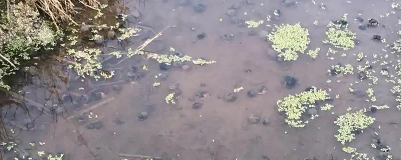 田螺吃什么，以水中浮游植物、幼嫩水生植物等为食