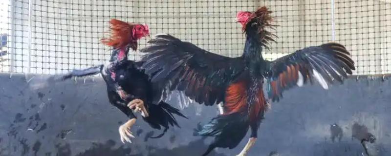 漳州斗鸡简介，其外貌与鸟有些相似