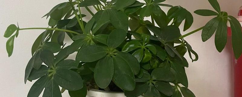 哪些植物不畏严寒，常见红豆杉、鹅掌藤等品种