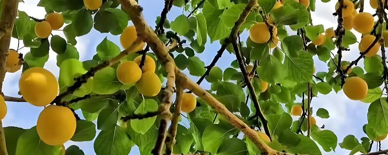 小白杏是热性还是凉性水果，是温性水果