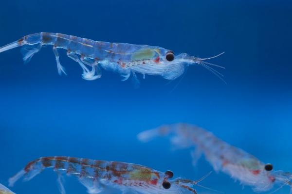 磷虾是哪种虾，基围虾是属于磷虾的一种