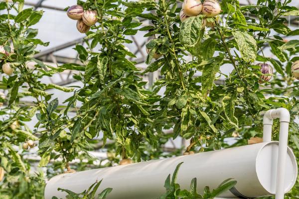 人参果有哪些种植要点，春秋季浇水要间隔一天浇一次
