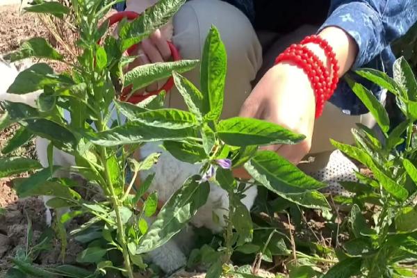 人参果有哪些种植要点，春秋季浇水要间隔一天浇一次