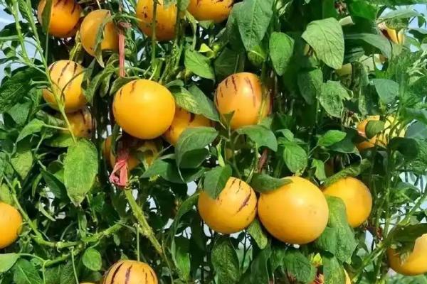人参果有哪些种植要点，春秋季浇水要间隔一天浇一次