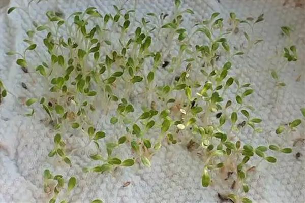 冬天能不能种生菜，可栽培耐寒性较强的品种