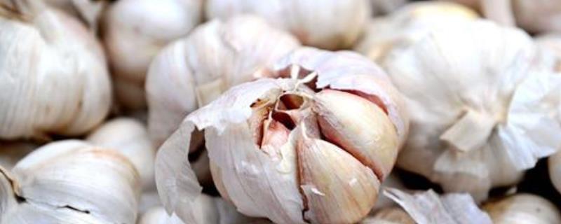 大蒜的种植时间，可分为春播和秋播
