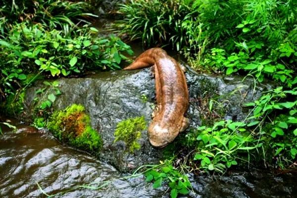 大鲵适合生活在怎样的环境中，适合在水温为3-23℃的环境中生活