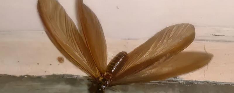 涨水蛾的防治方式，一定要保持室内的干燥