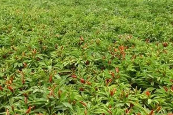指天椒的简介，具有望天椒、朝天椒等叫法