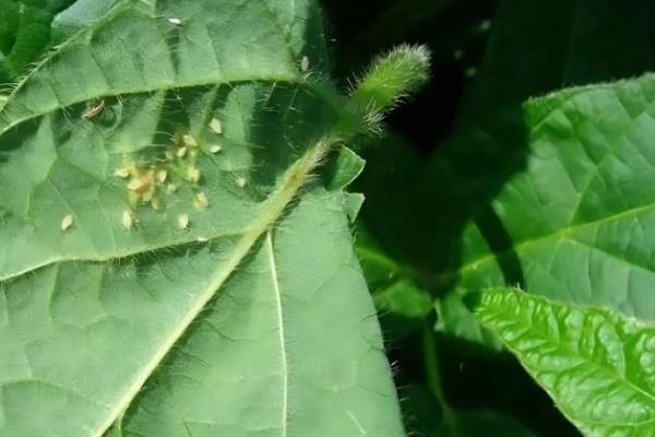 大豆蚜虫怎么防治，贯彻合理用药、保护天敌的原则
