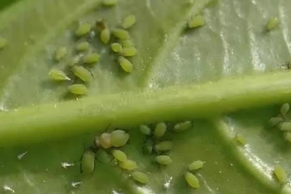 大豆蚜虫怎么防治，贯彻合理用药、保护天敌的原则