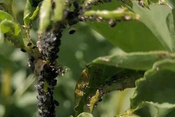 大豆蚜虫怎么防治，贯彻合理用药、保护天敌的原则
