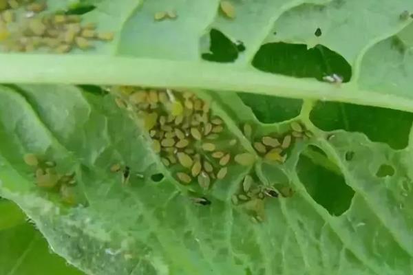 大豆蚜虫怎么防治，贯彻合理用药、保护天敌的原则