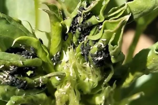大豆蚜虫怎么防治，贯彻合理用药、保护天敌的原则