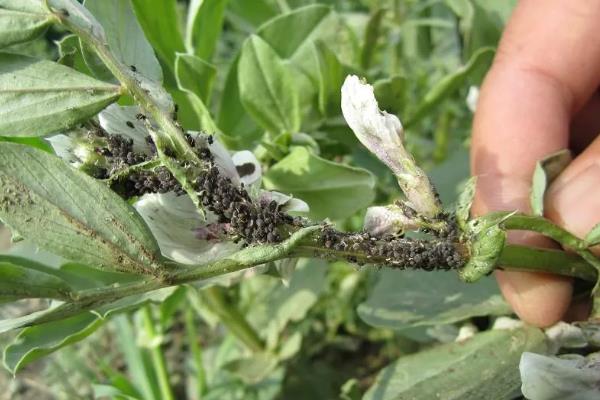 大豆蚜虫怎么防治，贯彻合理用药、保护天敌的原则