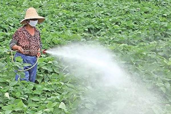 大豆蚜虫怎么防治，贯彻合理用药、保护天敌的原则
