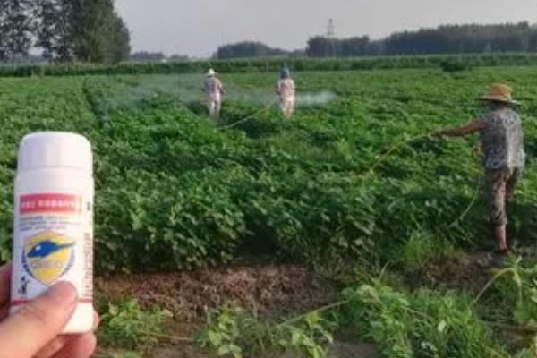大豆蚜虫怎么防治，贯彻合理用药、保护天敌的原则