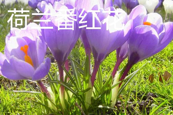 红花与藏红花有什么区别，种类、价格、颜色都不同