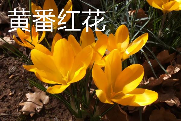 红花与藏红花有什么区别，种类、价格、颜色都不同