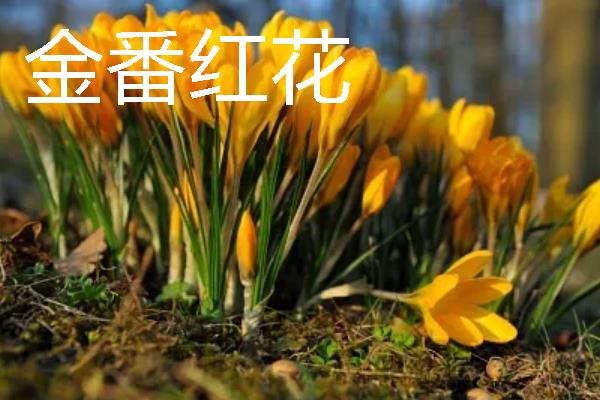 红花与藏红花有什么区别，种类、价格、颜色都不同
