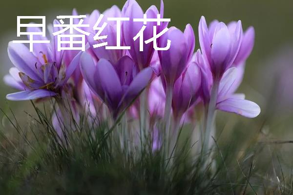 红花与藏红花有什么区别，种类、价格、颜色都不同