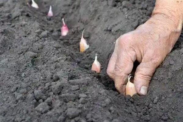 大蒜的种植时间，可分为春播和秋播