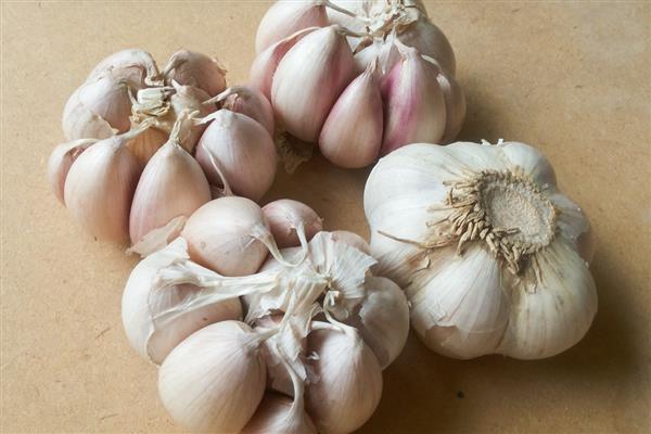 大蒜的种植时间，可分为春播和秋播