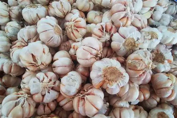 大蒜的种植时间，可分为春播和秋播